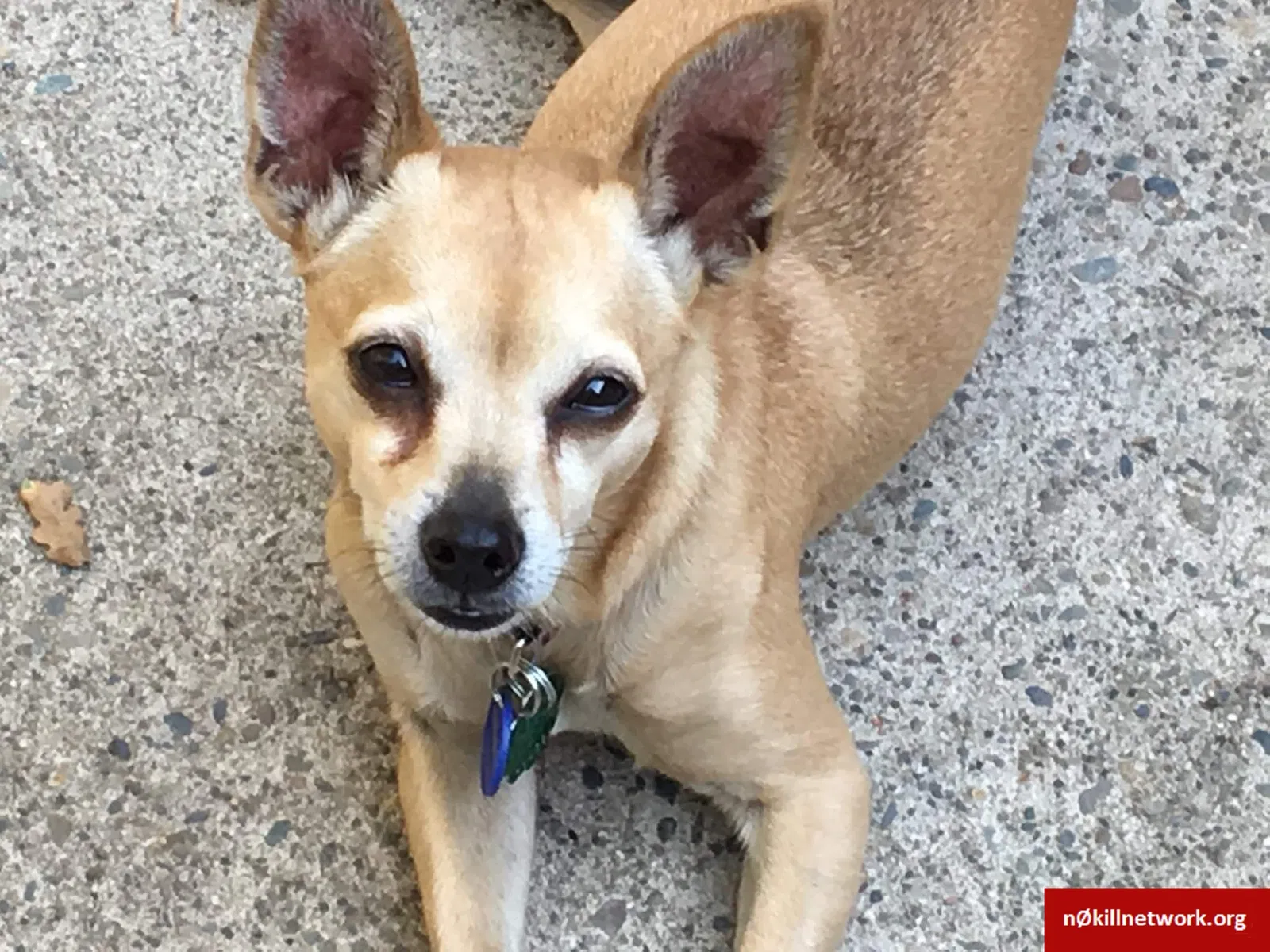 Lost dog in Citrus Heights, CA, 95610