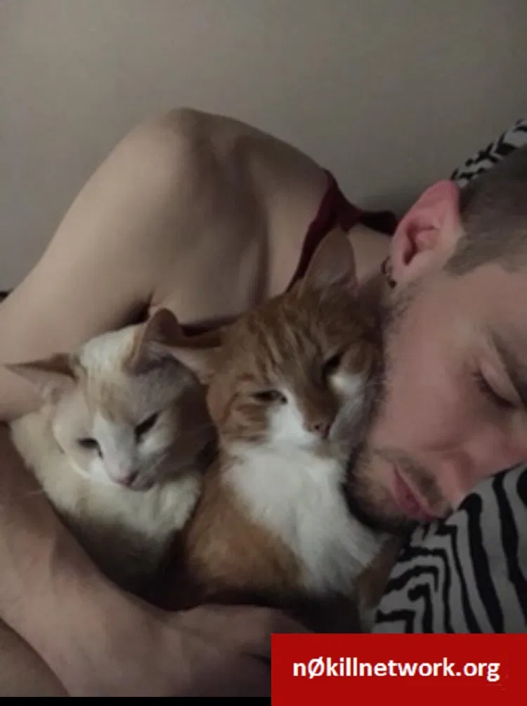 Lost cat in Green Bay, WI, 54303