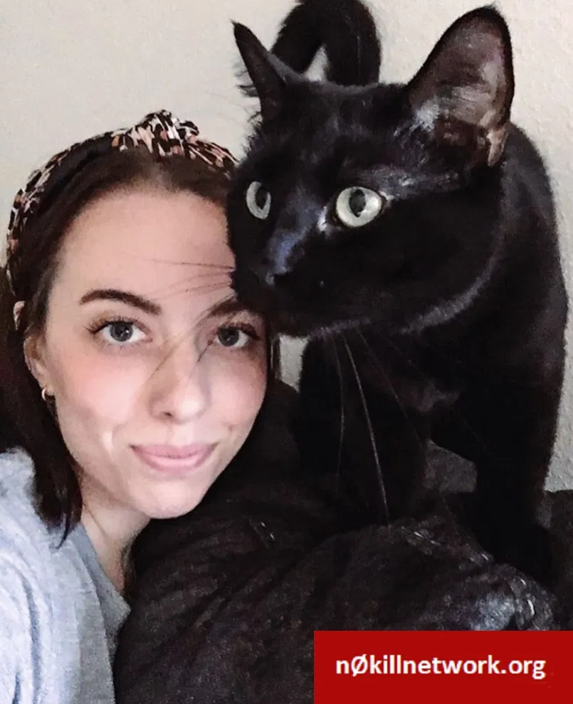 Lost cat in Wichita, KS, 67226