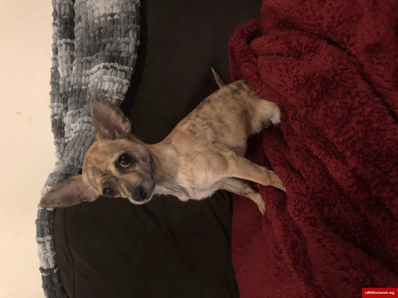 Lost dog in Bellingham, WA, 98226