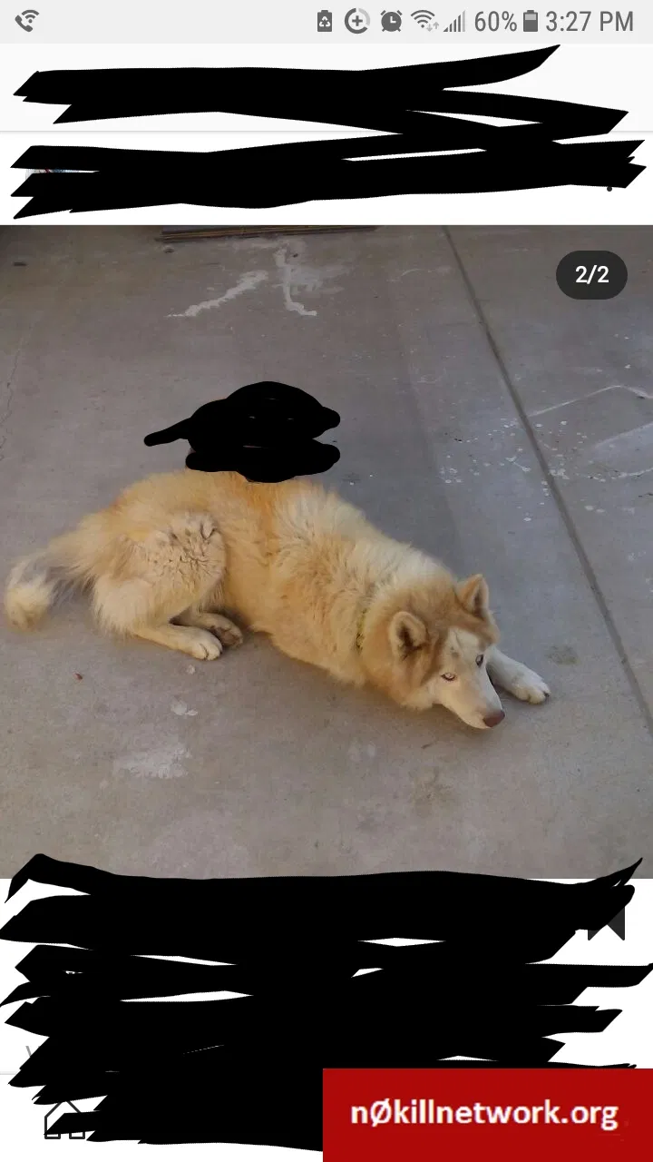 Lost dog in Bakersfield, CA, 93313