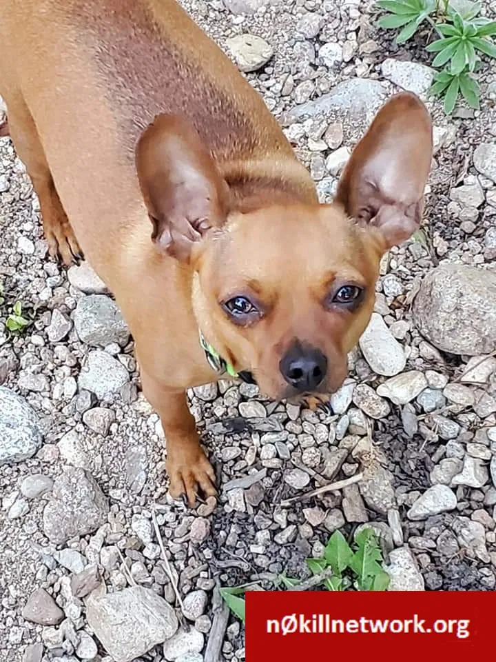 Lost dog in Coeur D Alene, ID, 83814