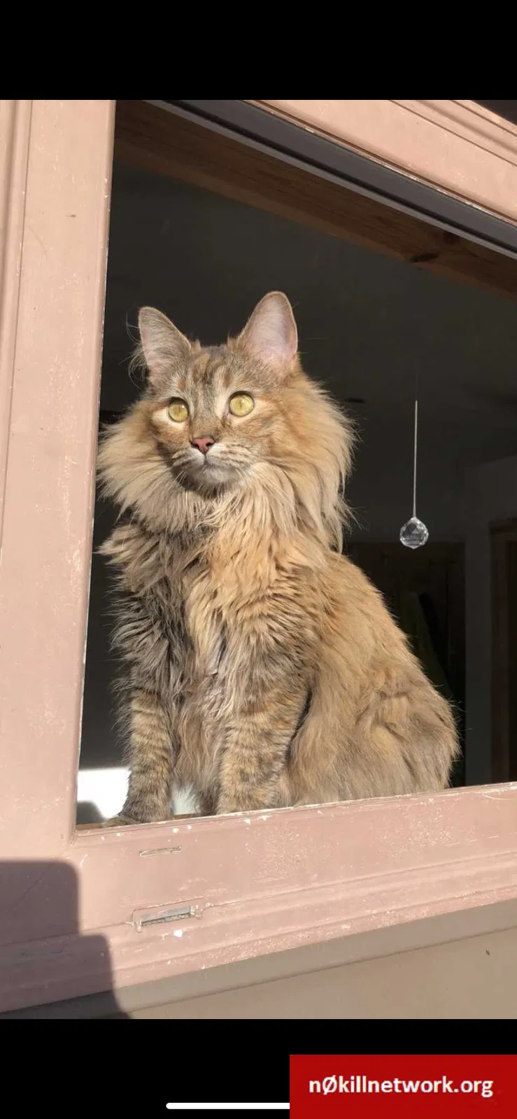 Lost cat in Duluth, MN, 55807