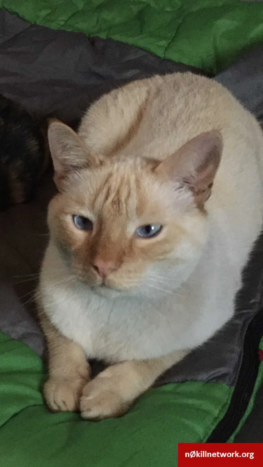 Lost cat in Sheridan, OR, 97378