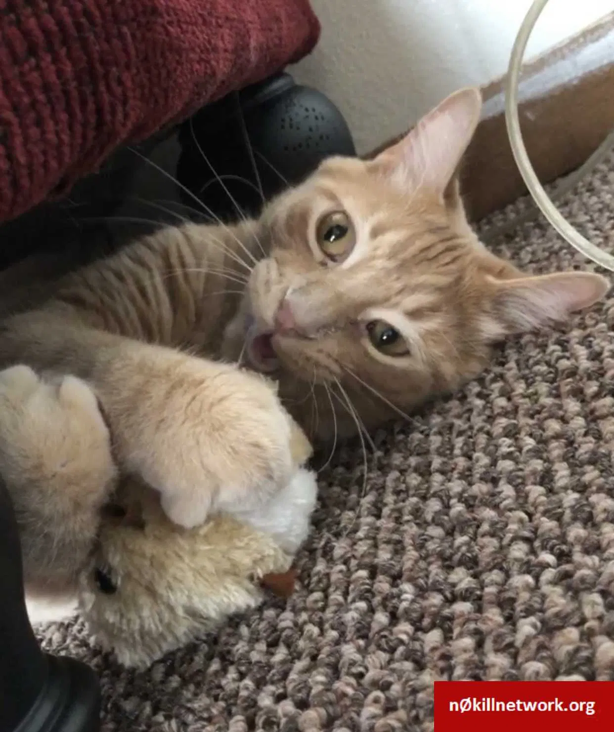 Lost cat in Iowa City, IA, 52240