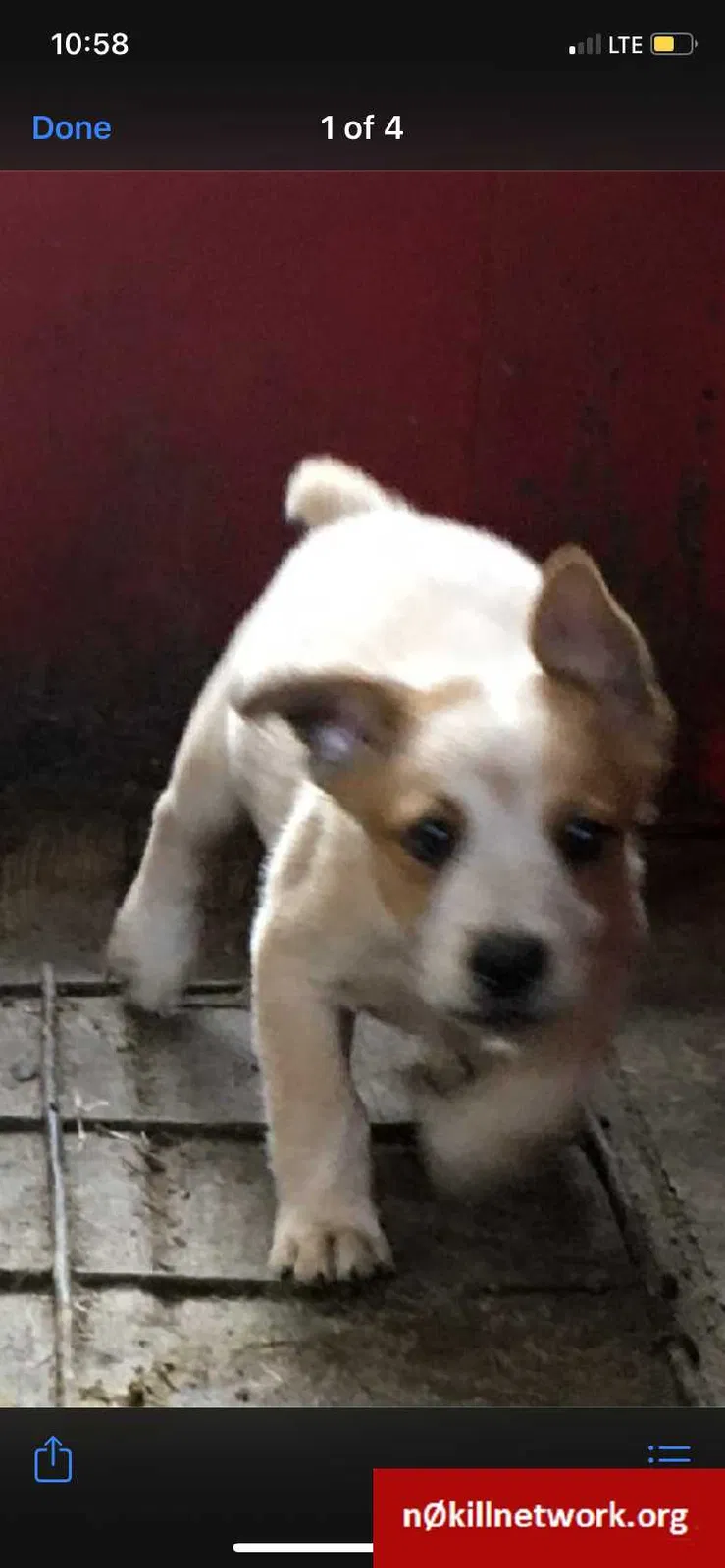 Lost dog in Marshall, TX, 75670