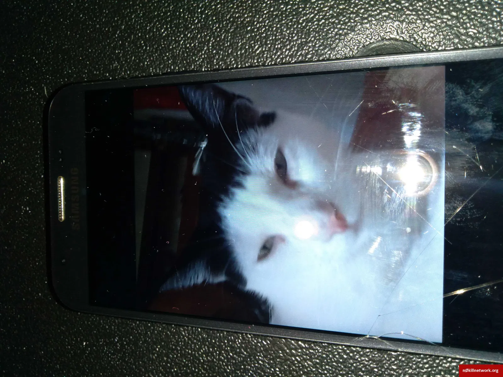 Lost cat in West Palm Beach, FL, 33415