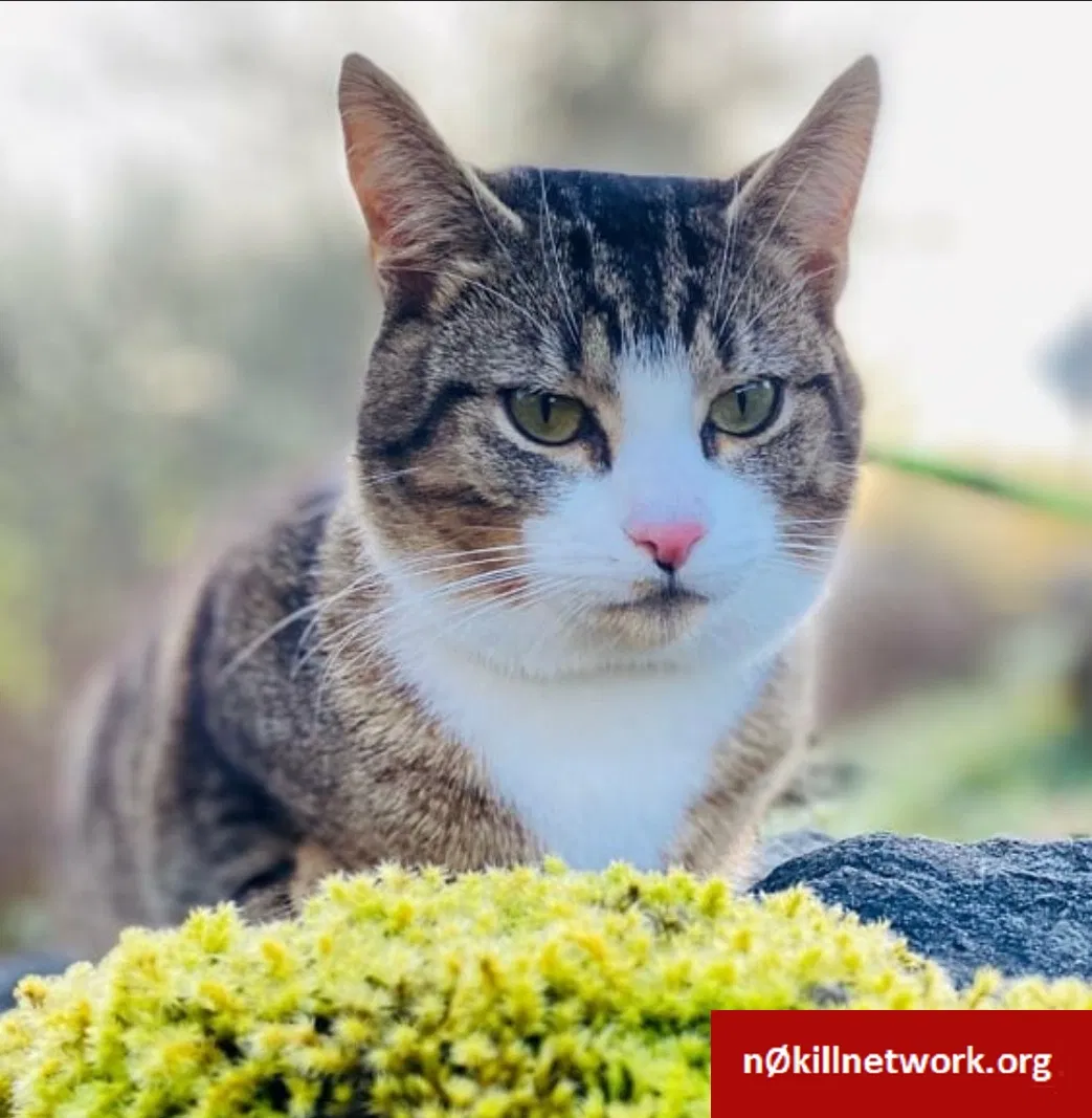 Lost cat in Santa Rosa, CA, 95405