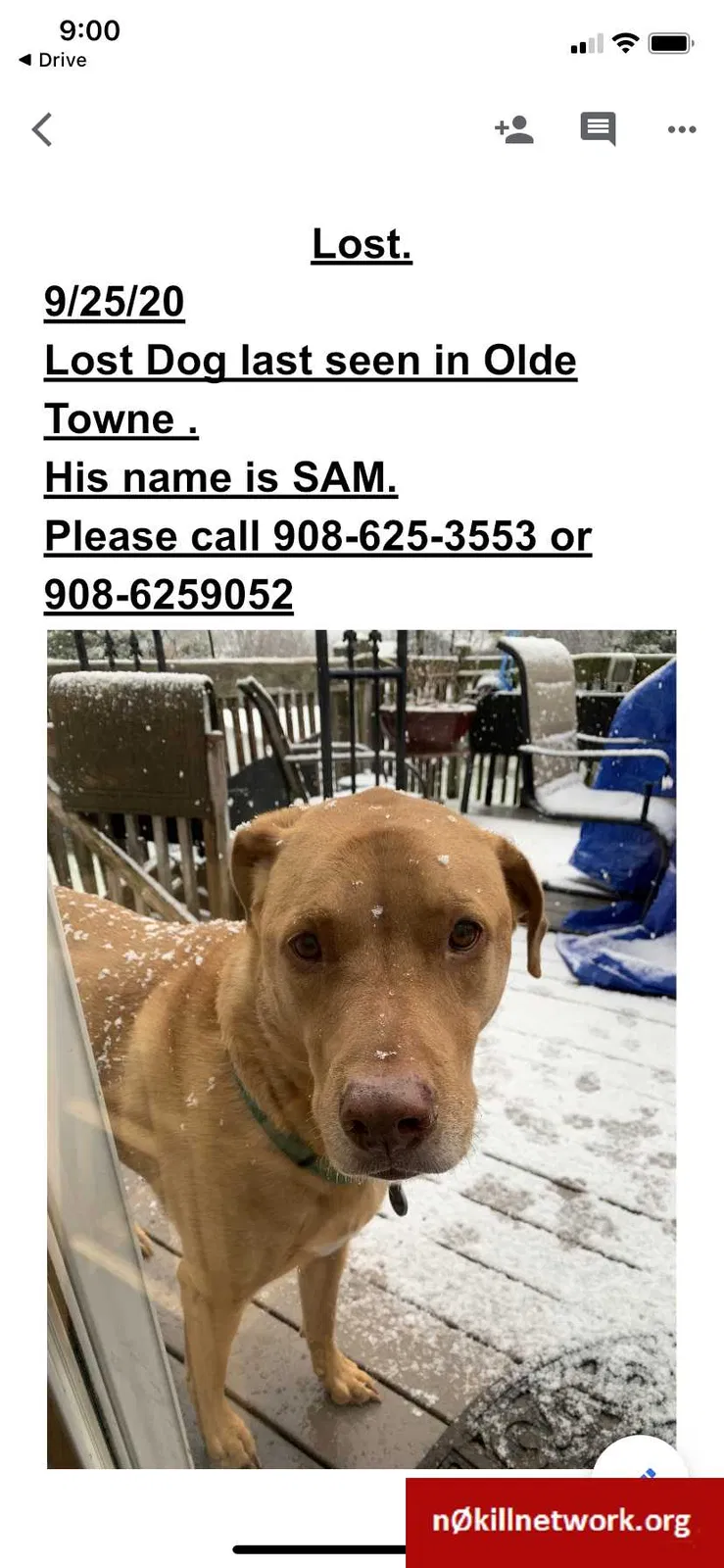 Lost dog in Somerville, NJ, 8876
