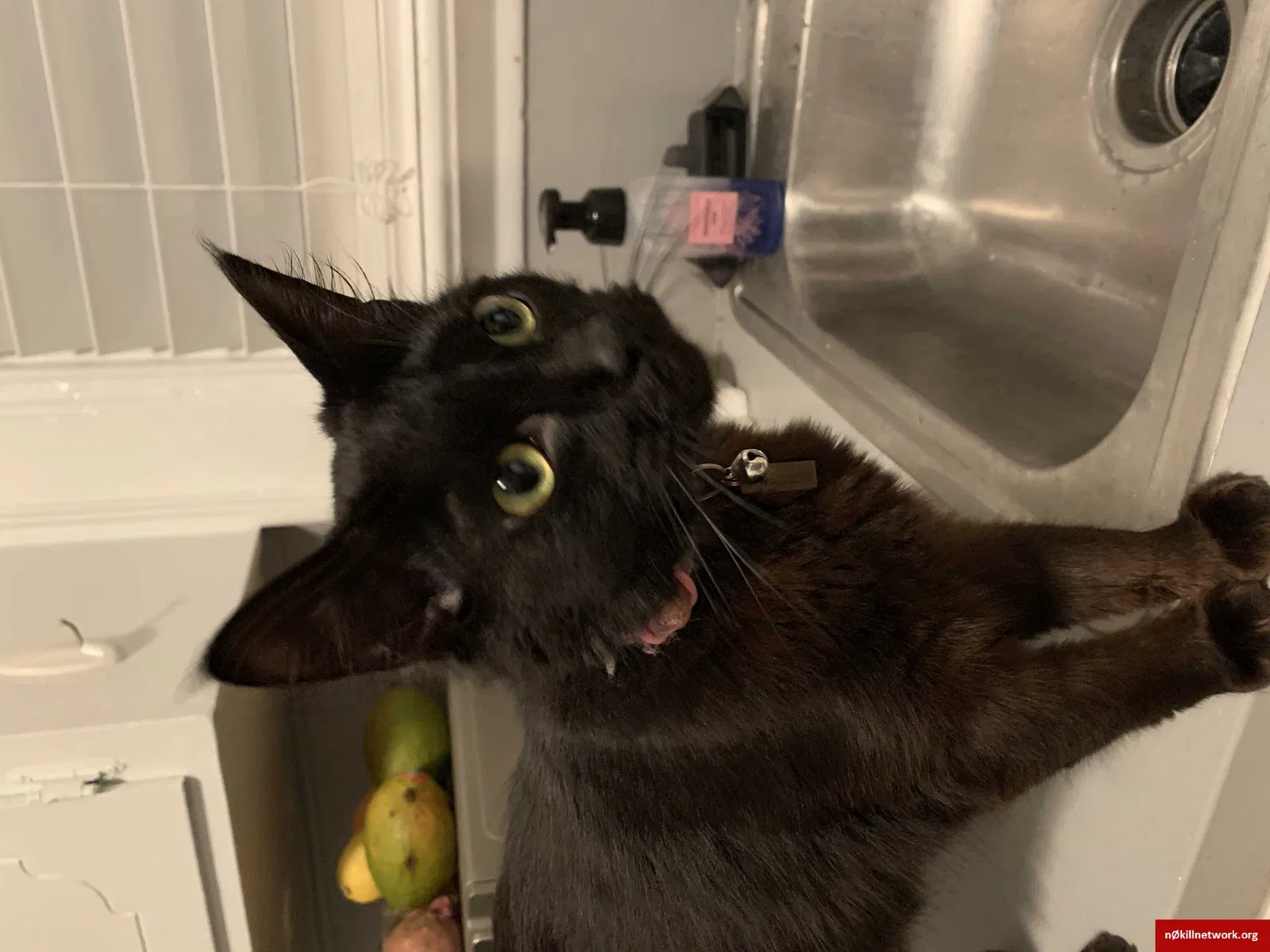Lost cat in Santa Rosa Beach, FL, 32459