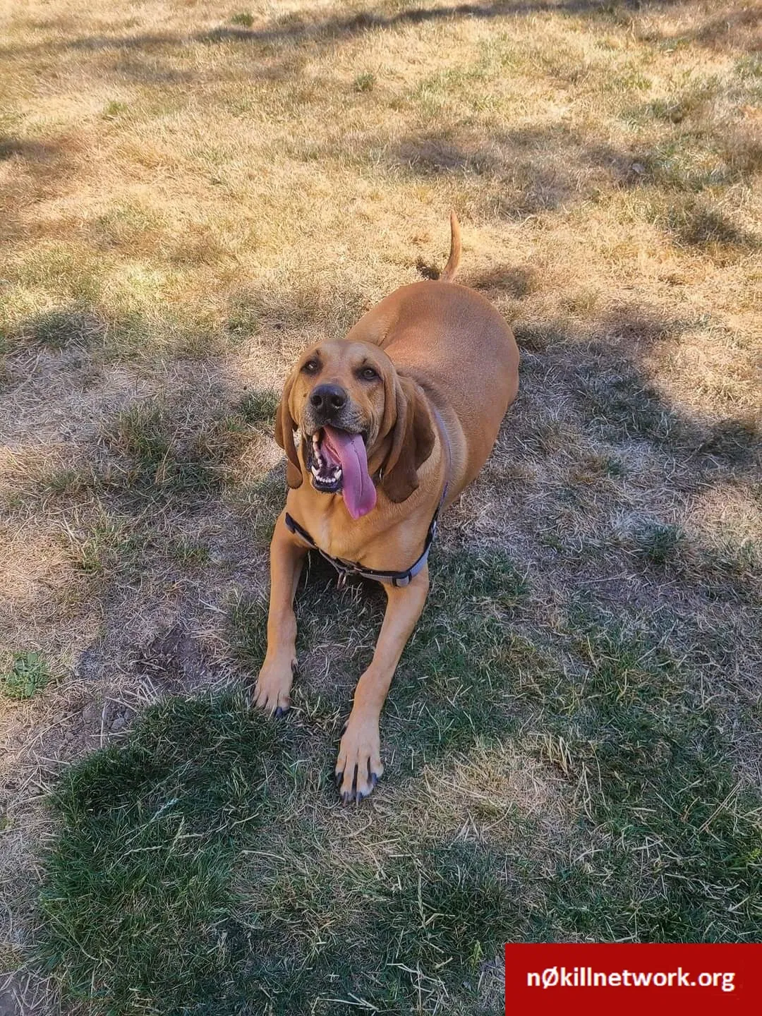 Lost dog in Clatskanie, OR, 97016