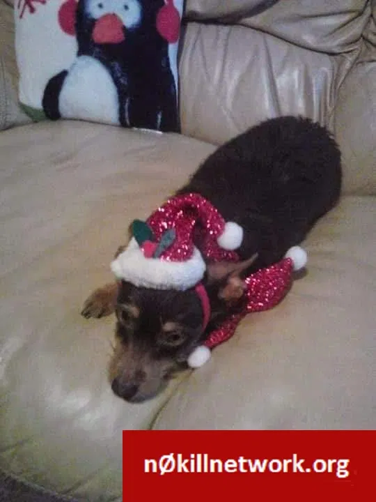 Lost dog in San Juan, TX, 78589