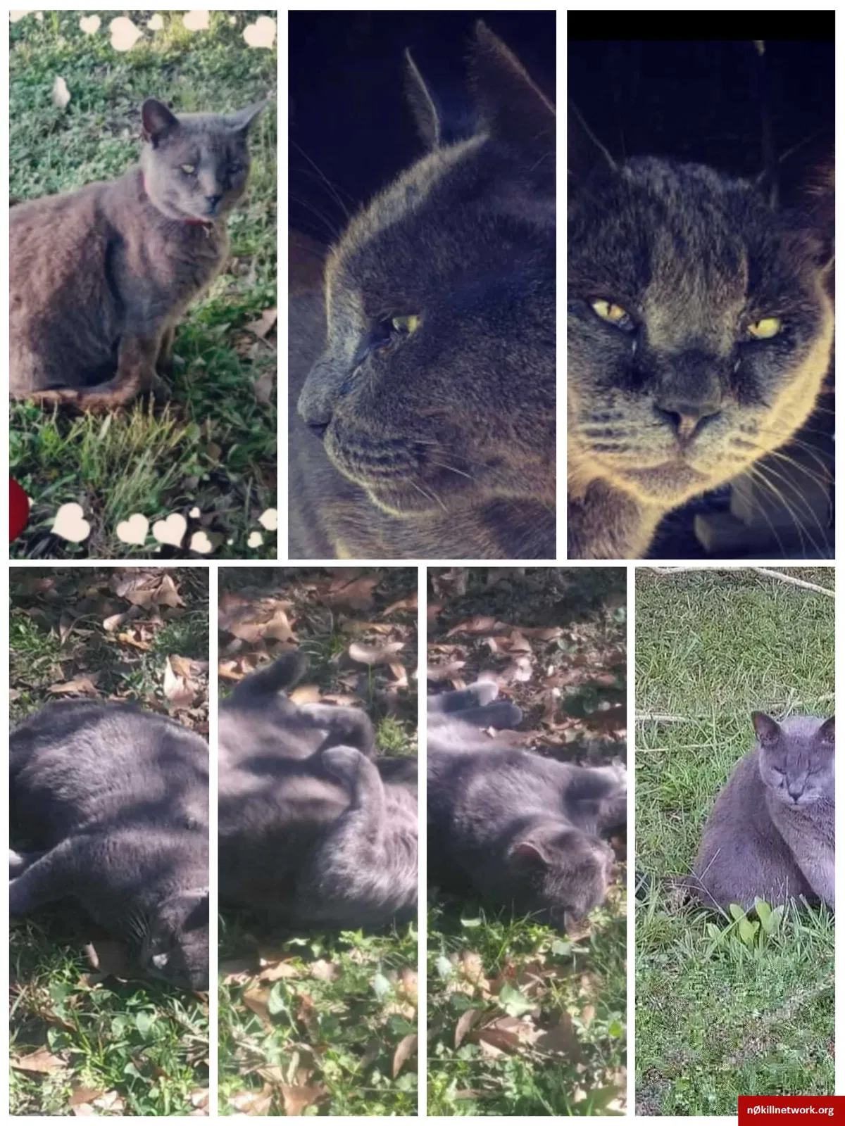 Lost cat in Lafayette, LA, 70508