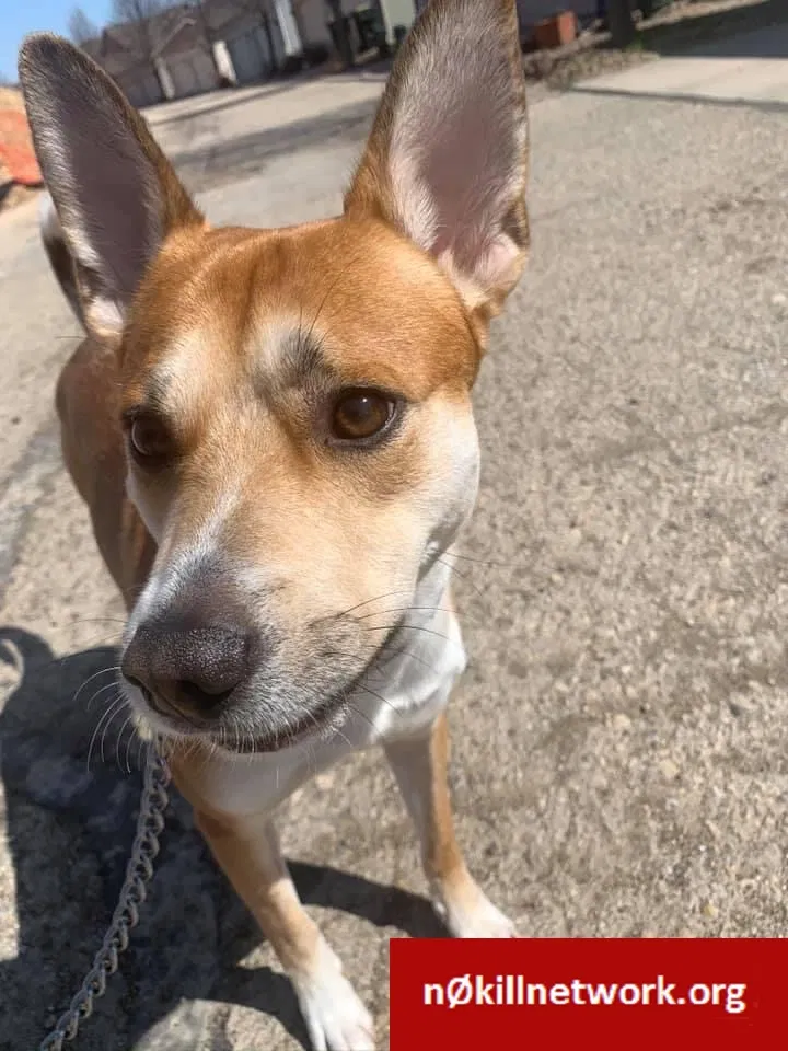 Lost dog in Madison, WI, 53713