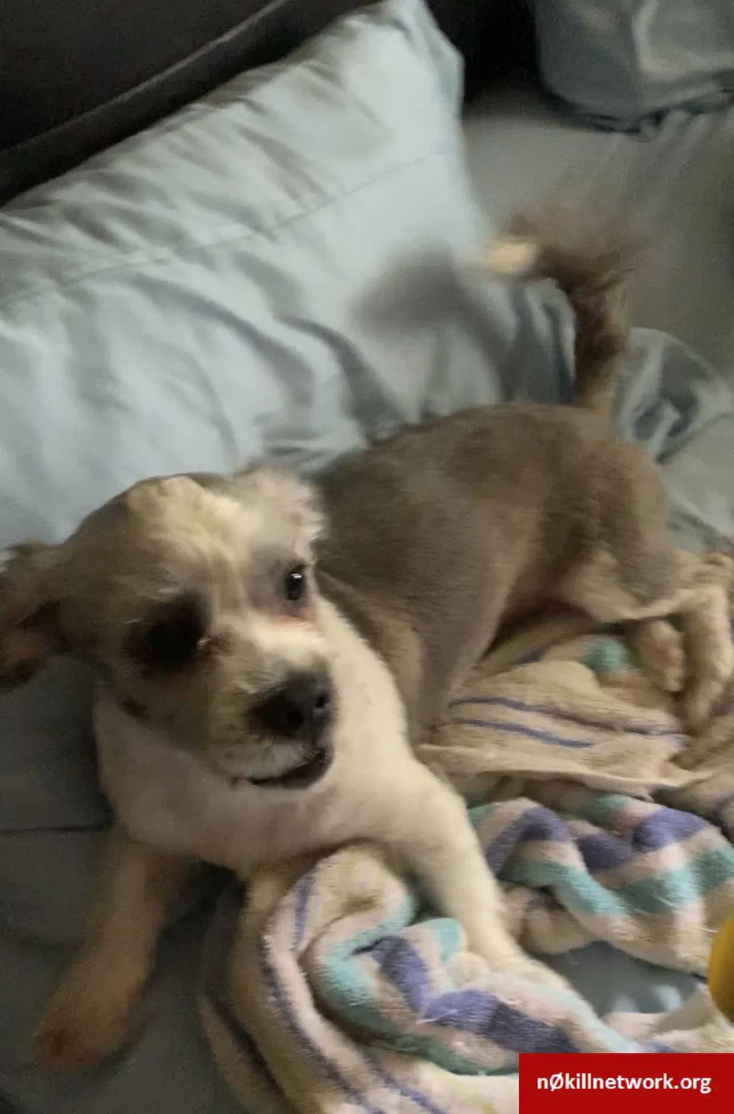 Lost dog in Los Angeles, CA, 90044
