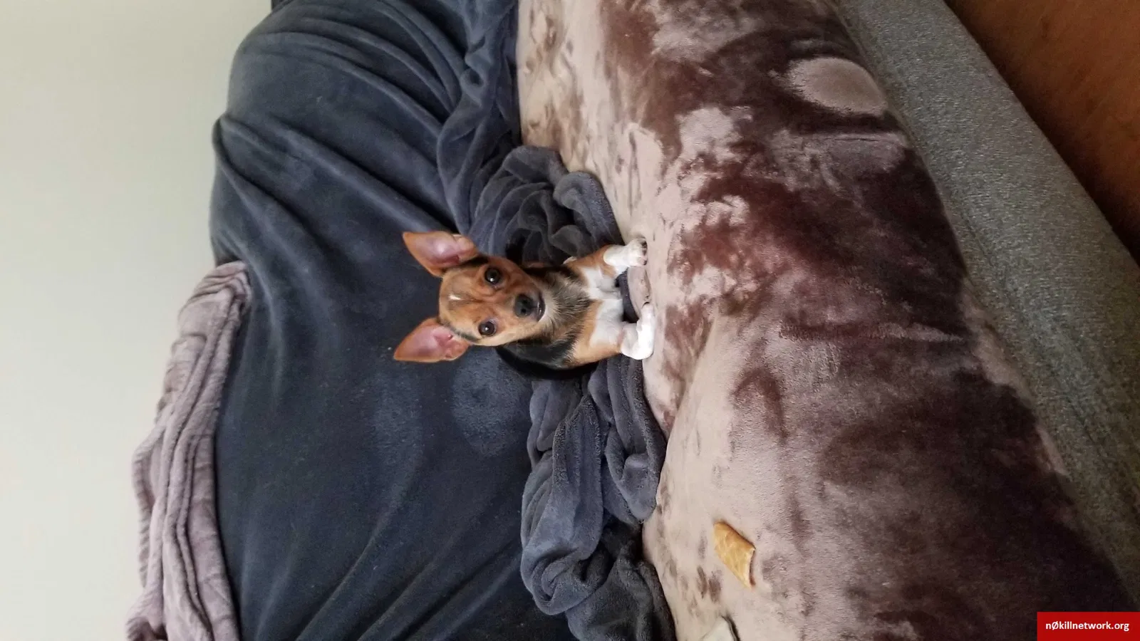 Lost dog in Fort Pierce, FL, 34950