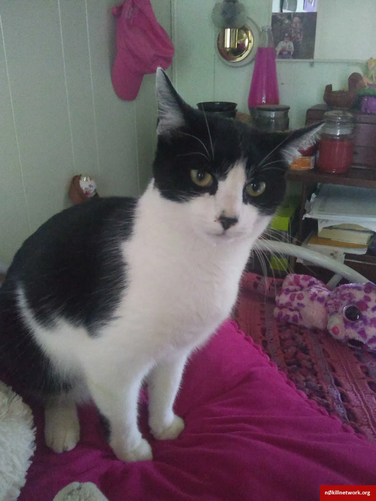 Lost cat in Milford, ME, 4461