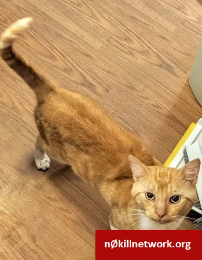 Lost cat in Gastonia, NC, 28056
