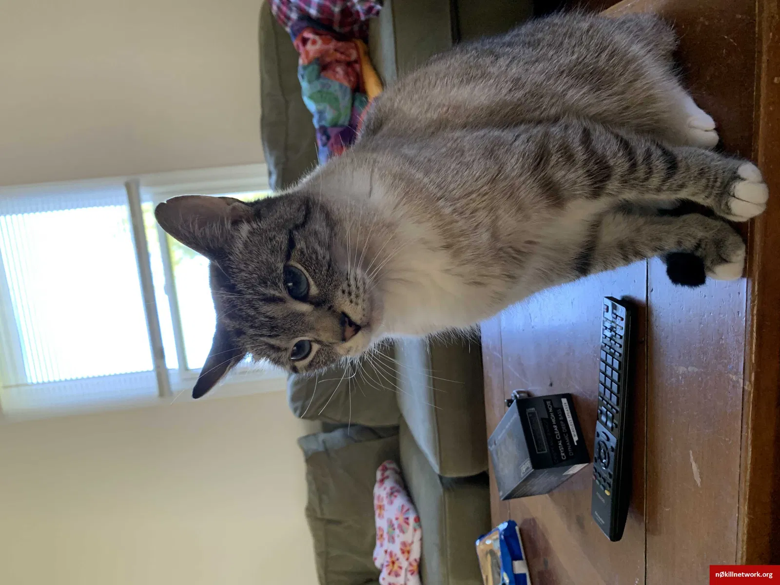 Lost cat in Dover, PA, 17315