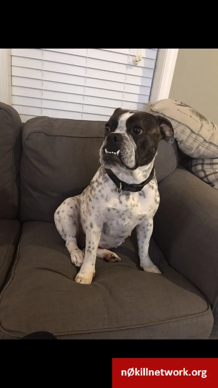 Lost dog in Cicero, NY, 13039