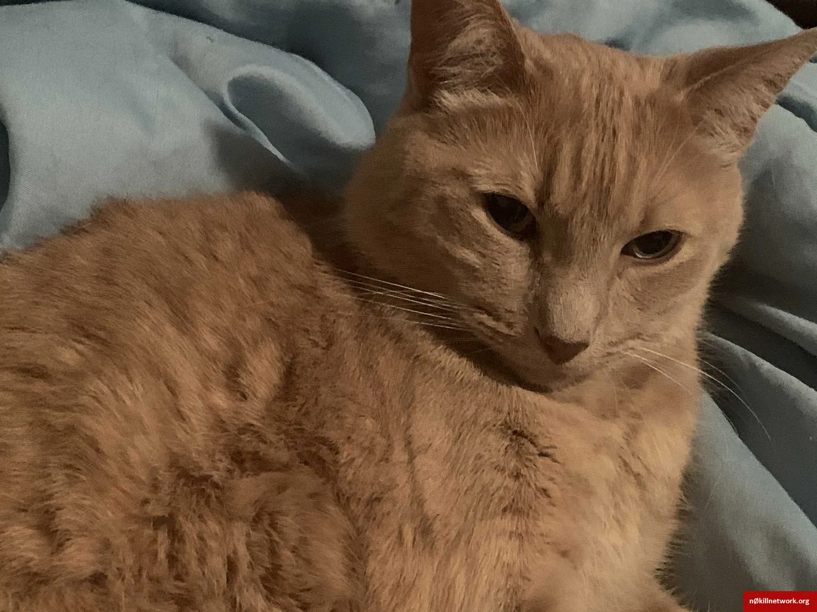 Lost cat in Wichita Falls, TX, 76301