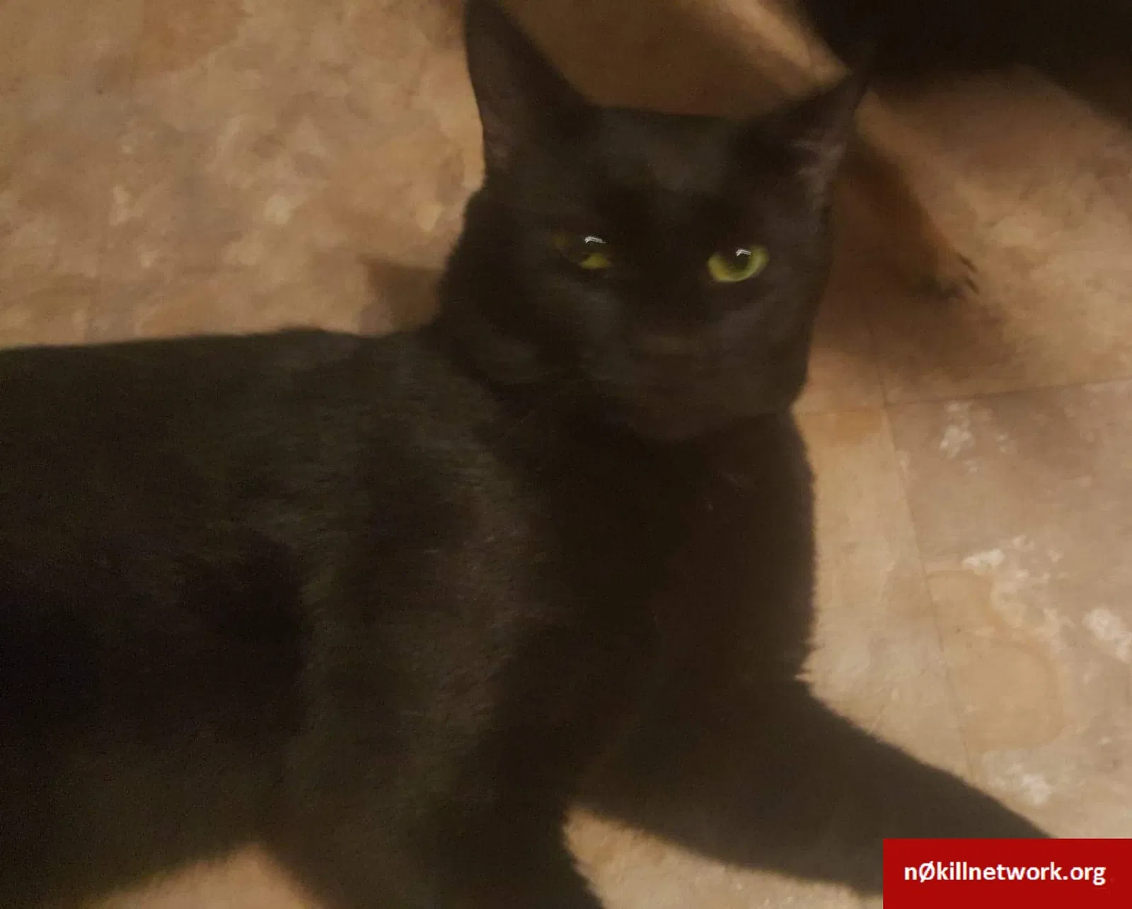 Lost cat in Middletown, DE, 19709
