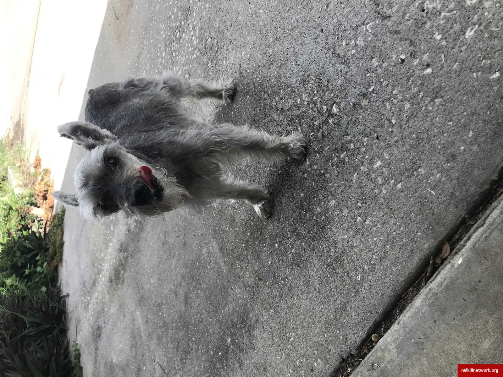 Lost dog in Anthony, FL, 32617