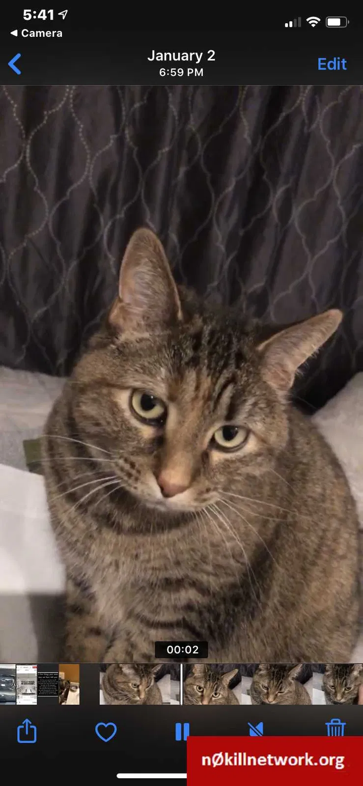 Lost cat in Shawnee, KS, 66226