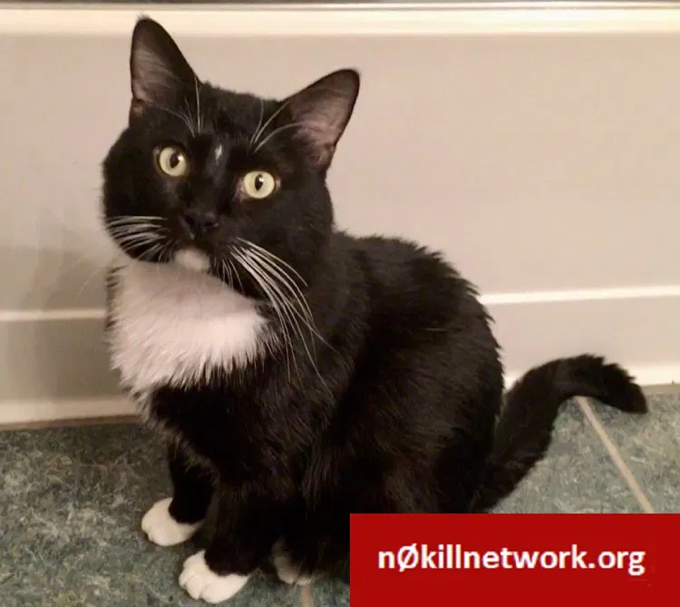 Lost cat in Lawrence, KS, 66044