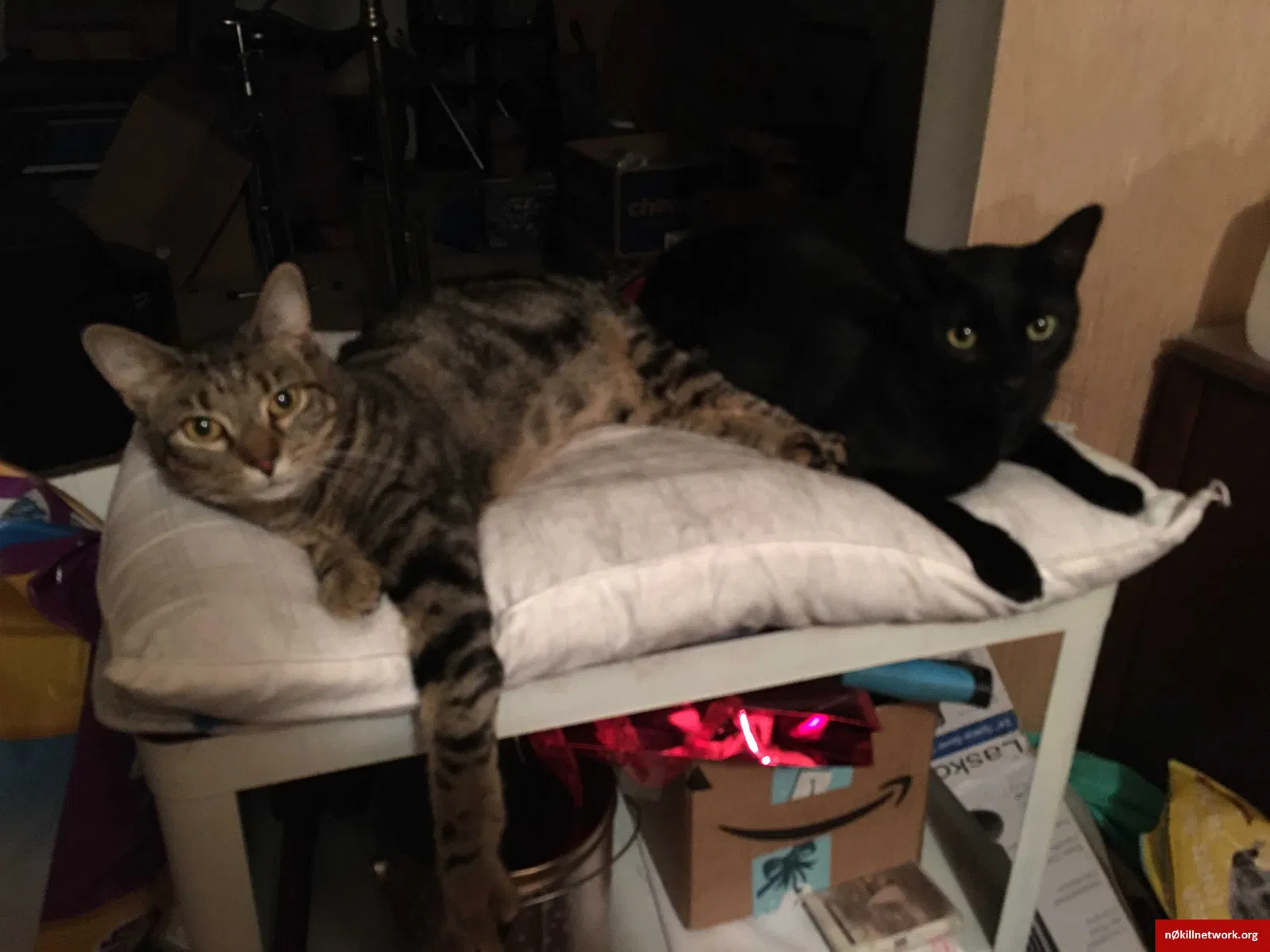 Lost cat in Gadsden, AL, 35901
