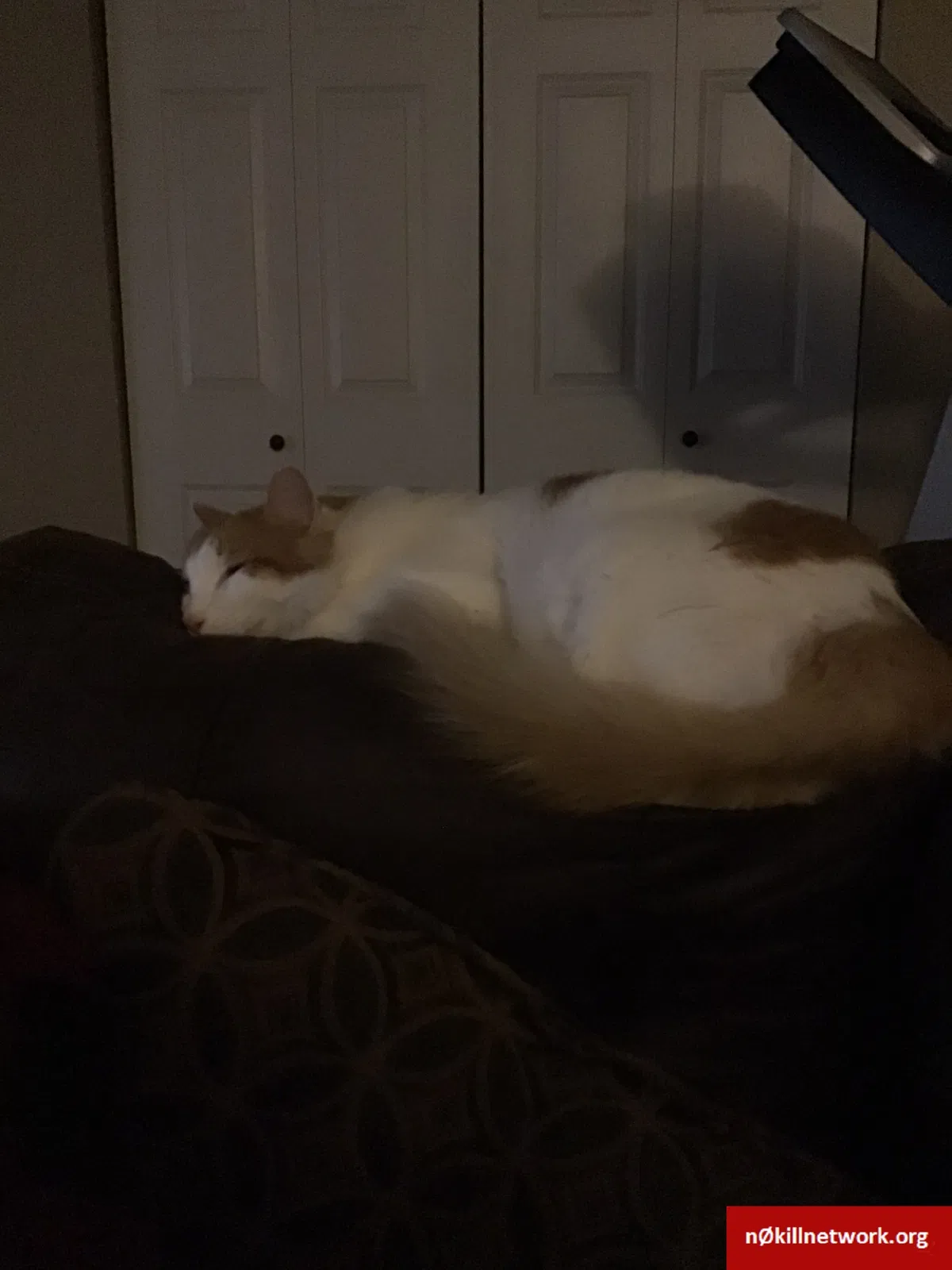 Lost cat in Lawton, OK, 73505
