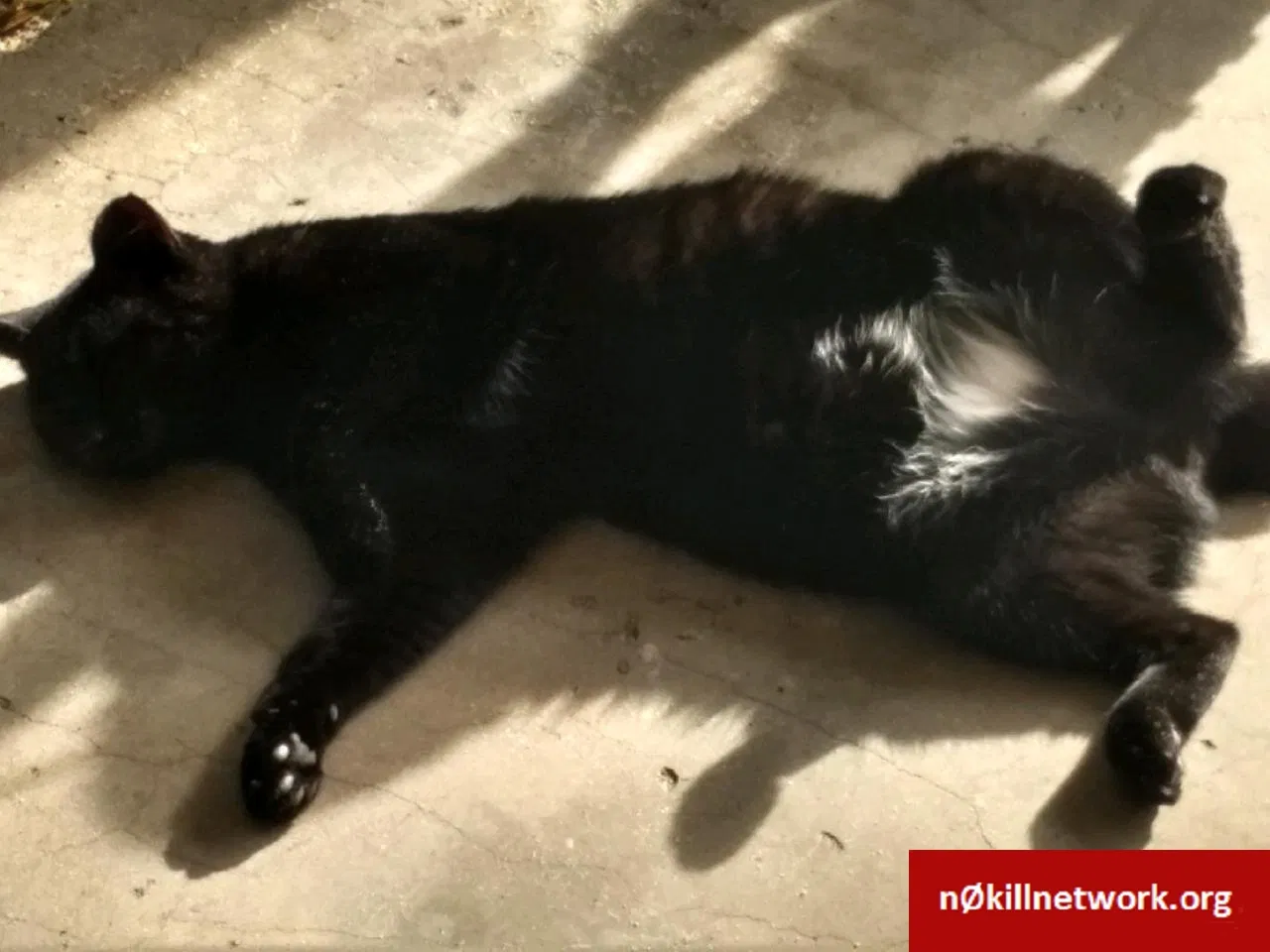 Lost cat in Sebring, FL, 33875
