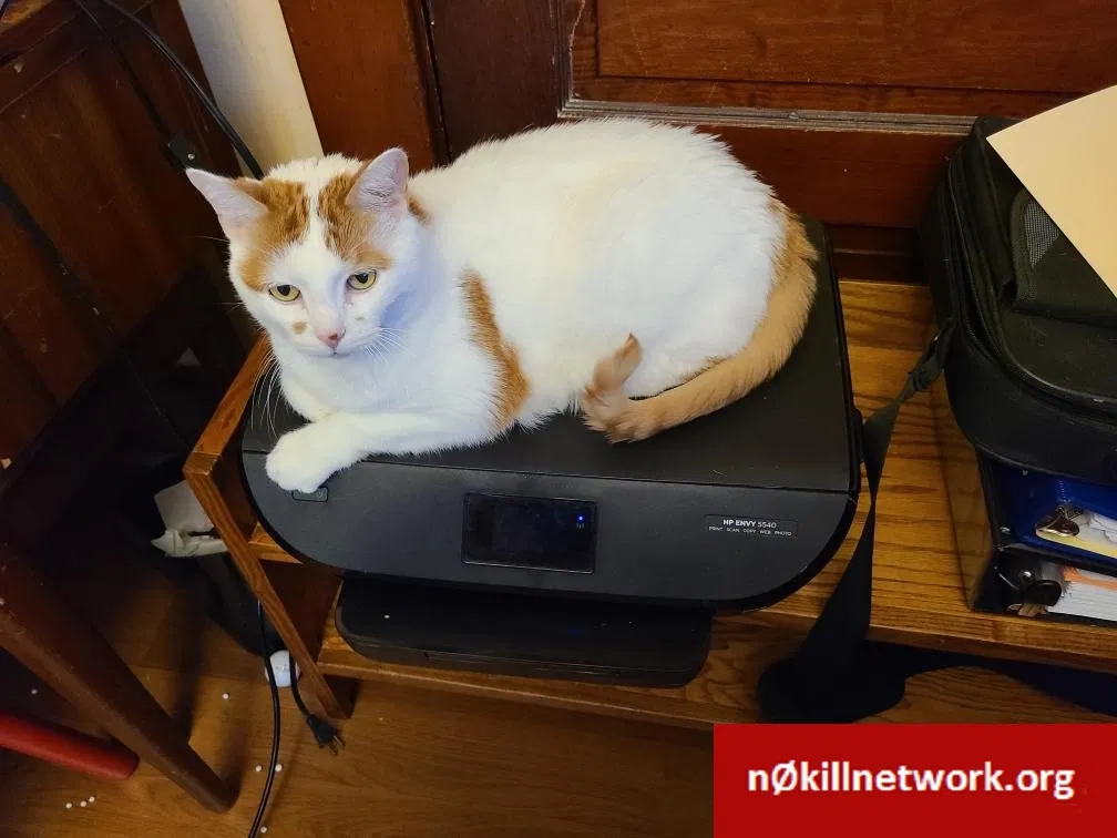 Lost cat in Ashland, OH, 44805