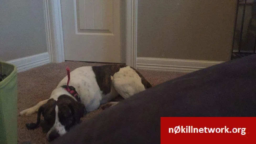 Lost dog in Longview, TX, 75602