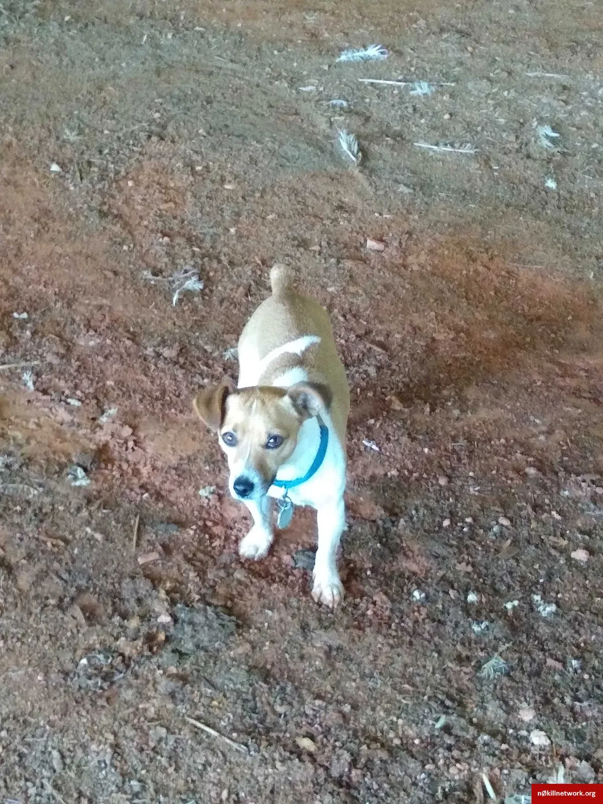 Lost dog in Louisa, VA, 23093