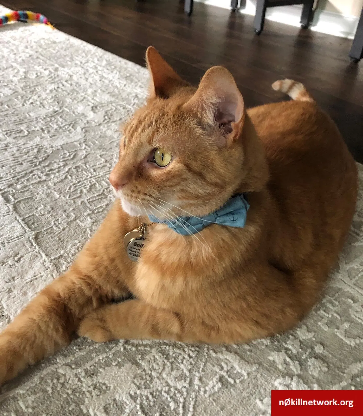 Lost cat in Manchester, MD, 21102