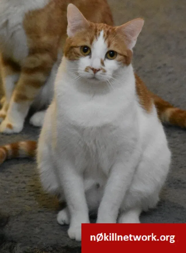 Lost cat in Kaysville, UT, 84037