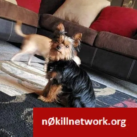 Lost dog in Middletown, OH, 45042