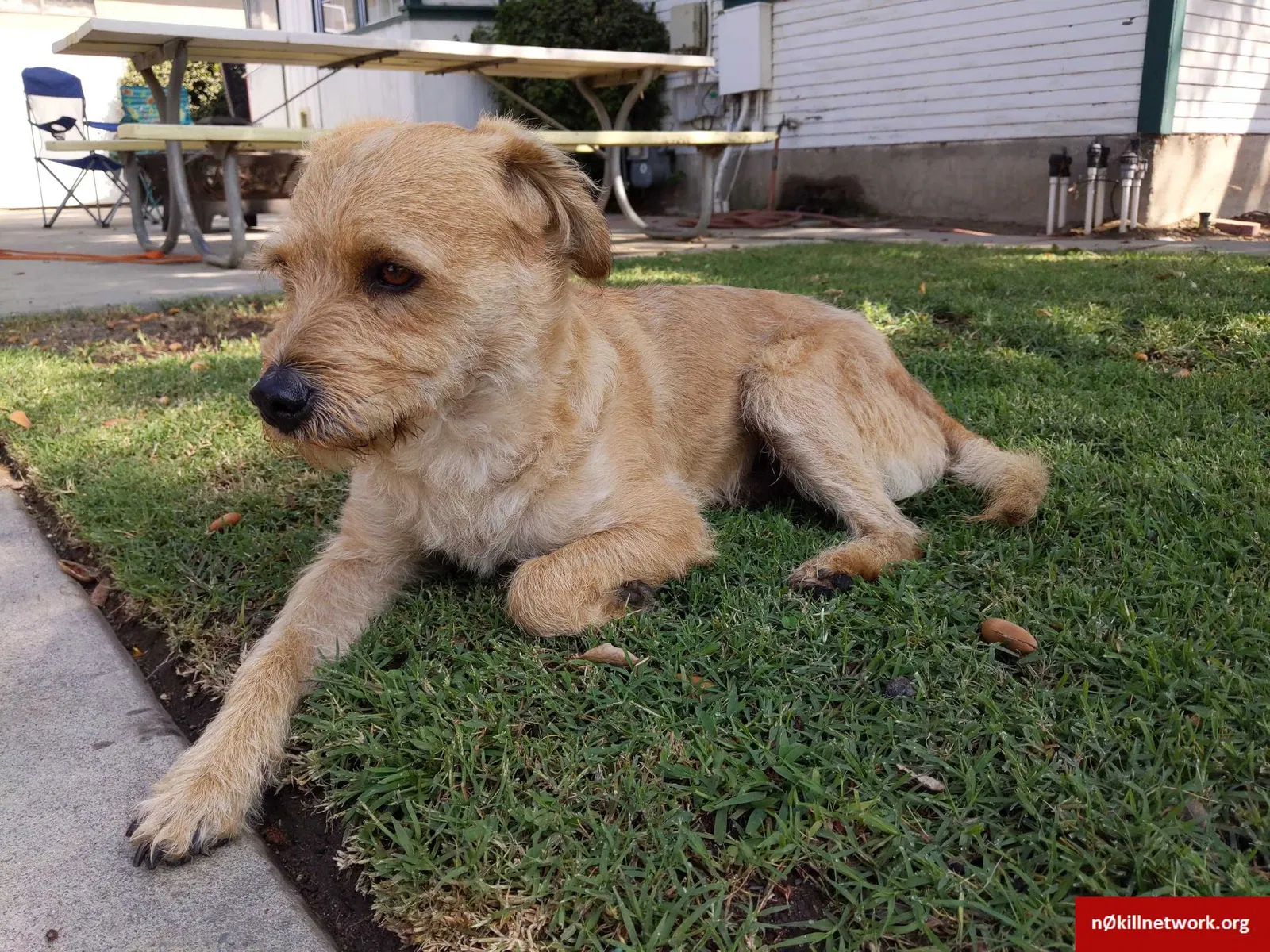 Found dog in Azusa, CA, 91702