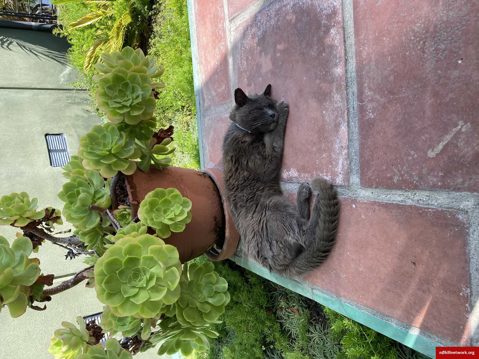 Lost cat in Venice, CA, 90291