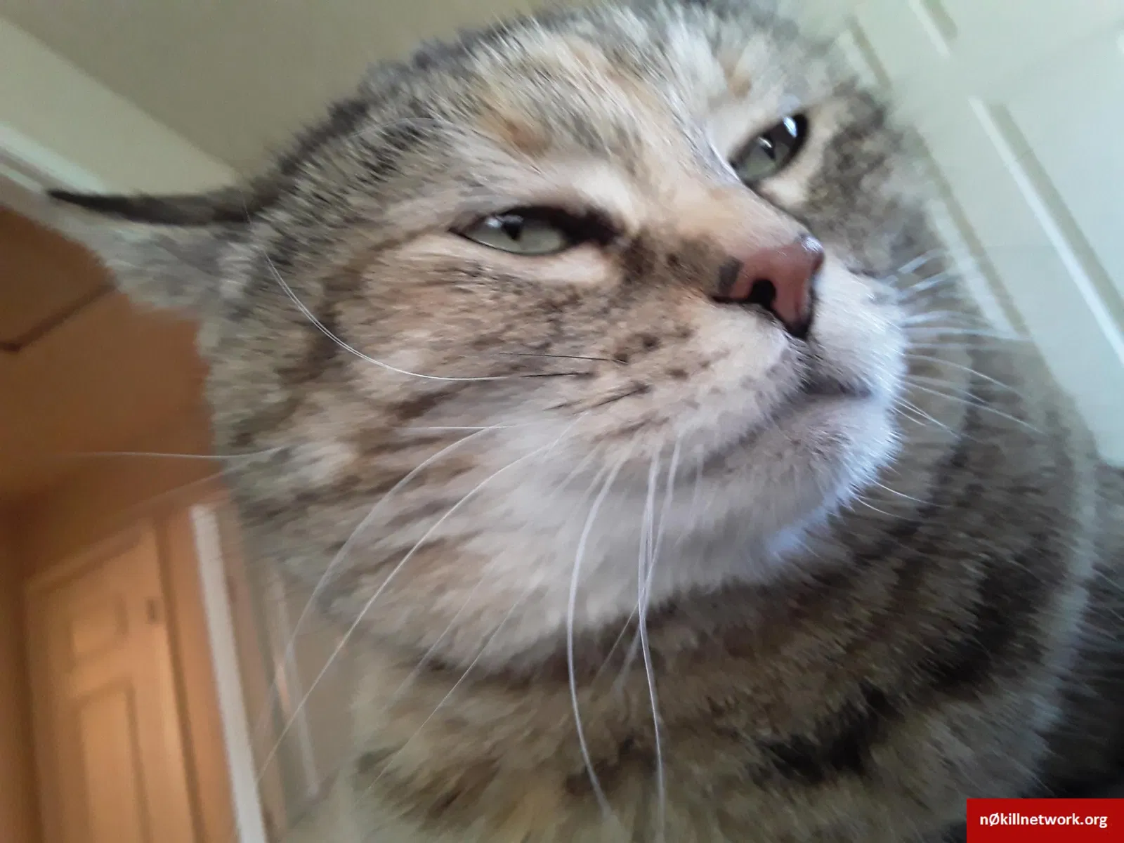 Lost cat in Aurora, CO, 80012