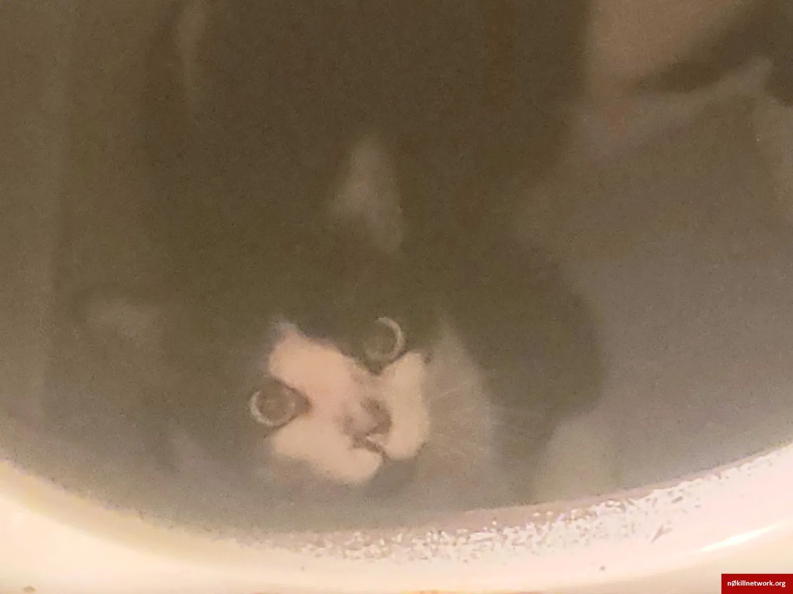 Lost cat in Somerville, TX, 77879