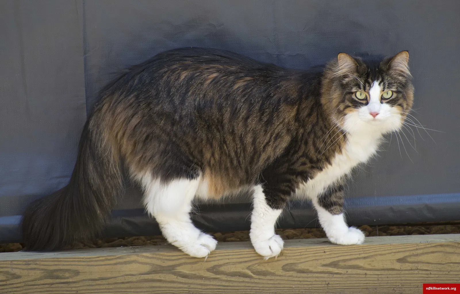 Lost cat in Hopkinton, MA, 1748
