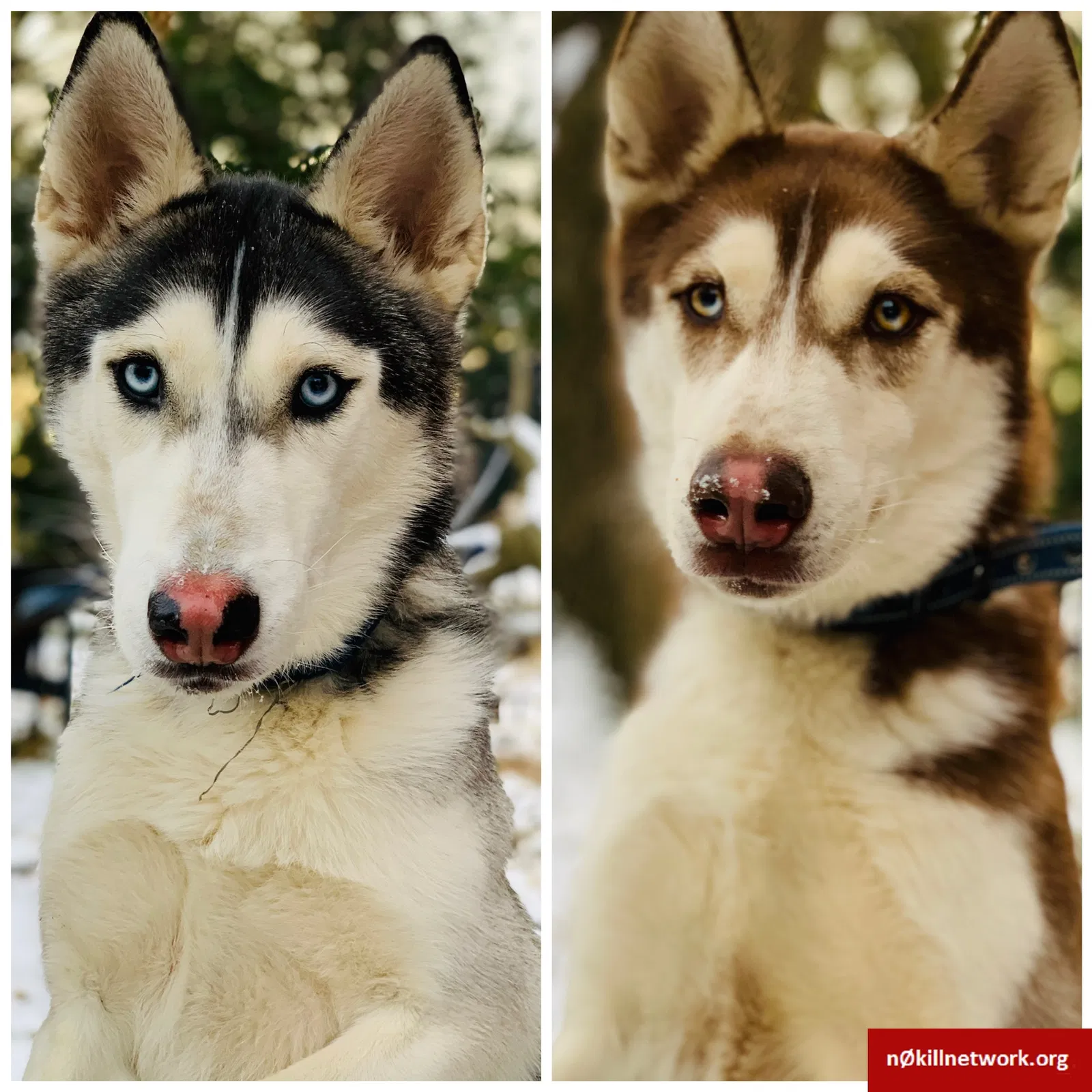 Lost dog in Saint Louis, MO, 63114