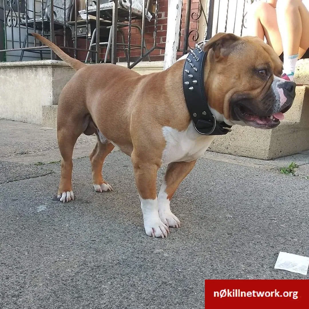 Lost dog in Allentown, PA, 18102