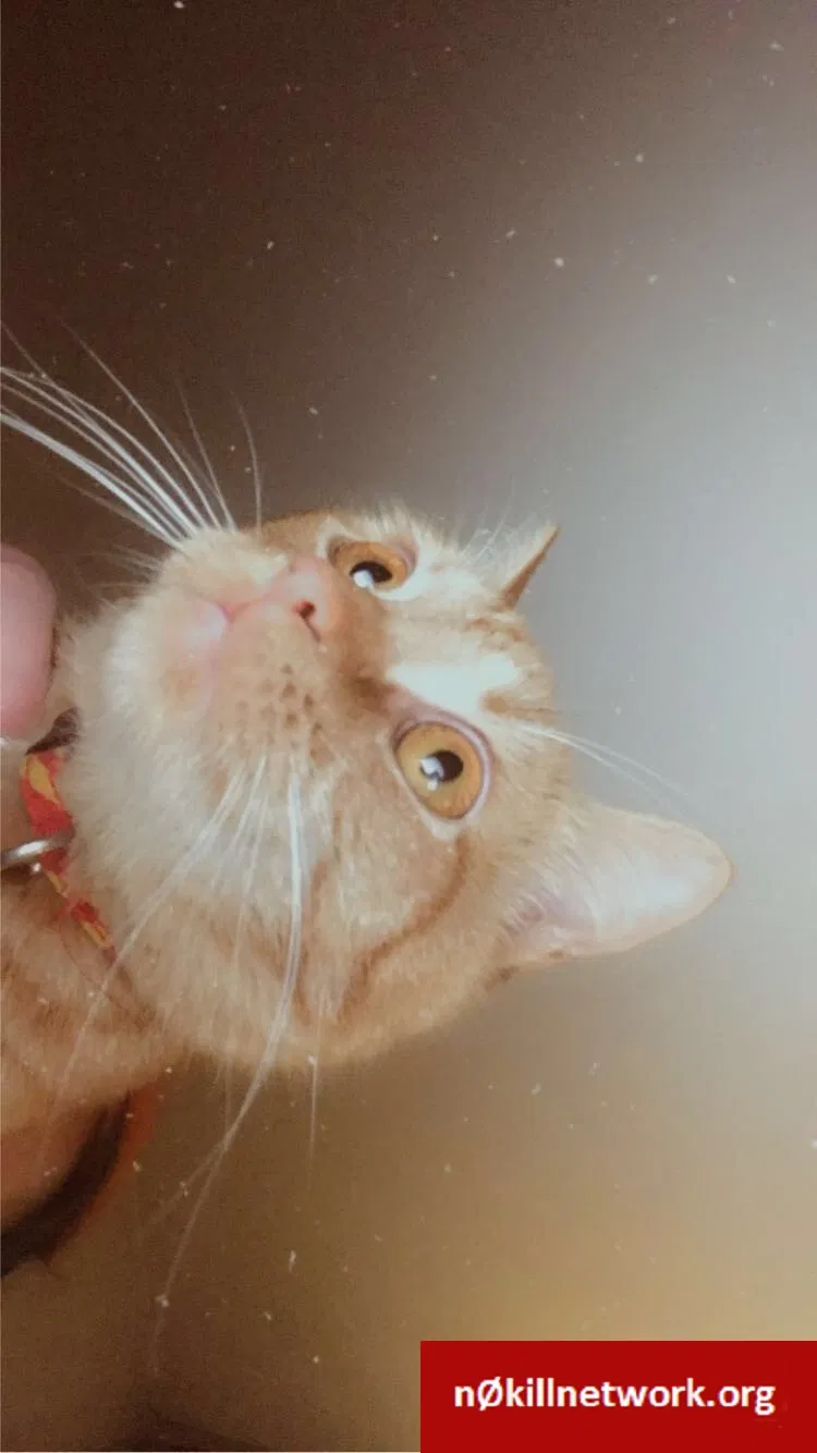 Lost cat in Charlotte, NC, 28227