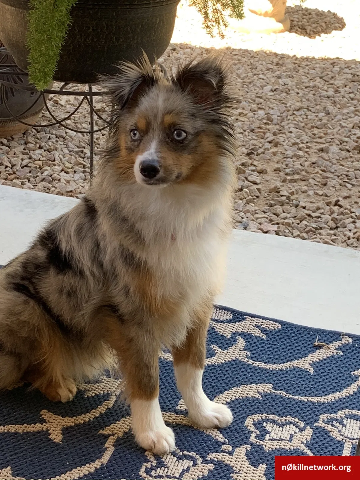 Lost dog in Tucson, AZ, 85747