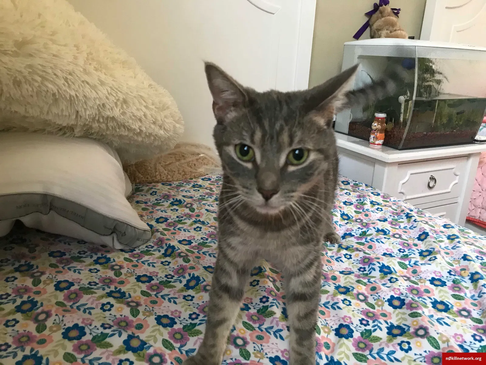 Lost cat in Jersey City, NJ, 7307