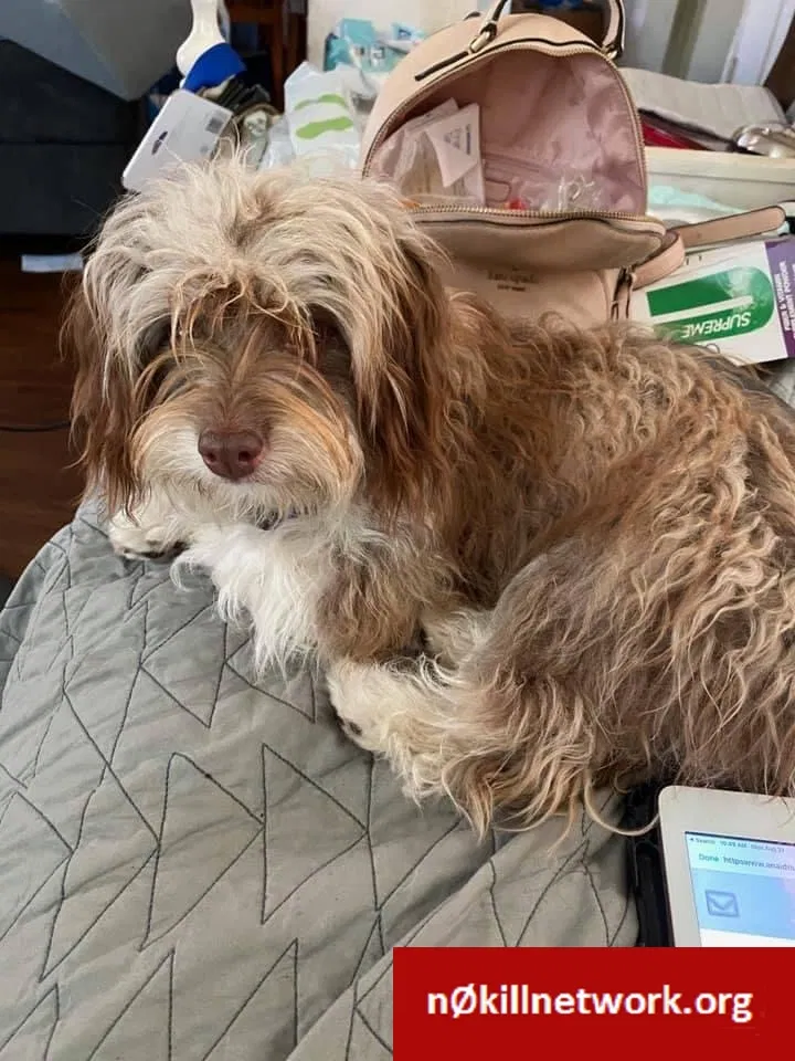 Lost dog in Huntington Park, CA, 90255