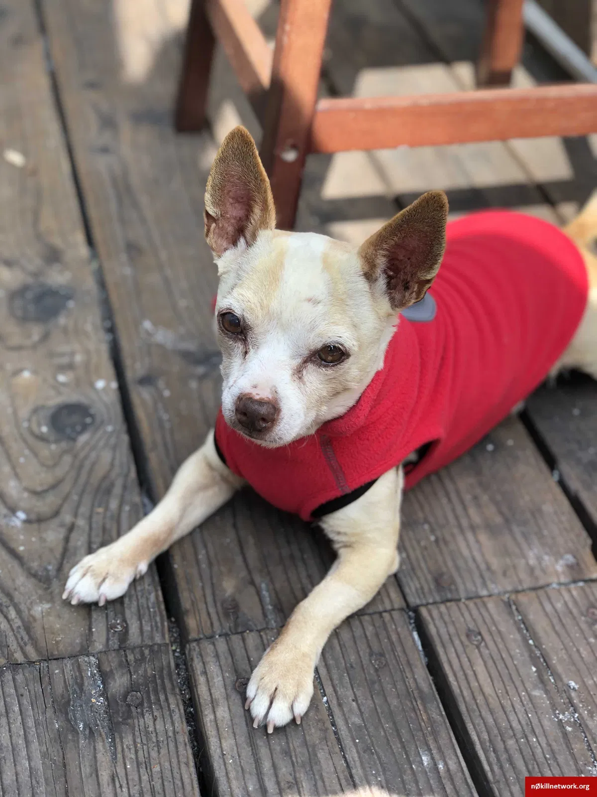 Lost dog in San Francisco, CA, 94110